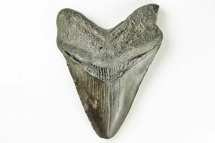 Juvenile Megalodon Tooth - South Carolina #171103